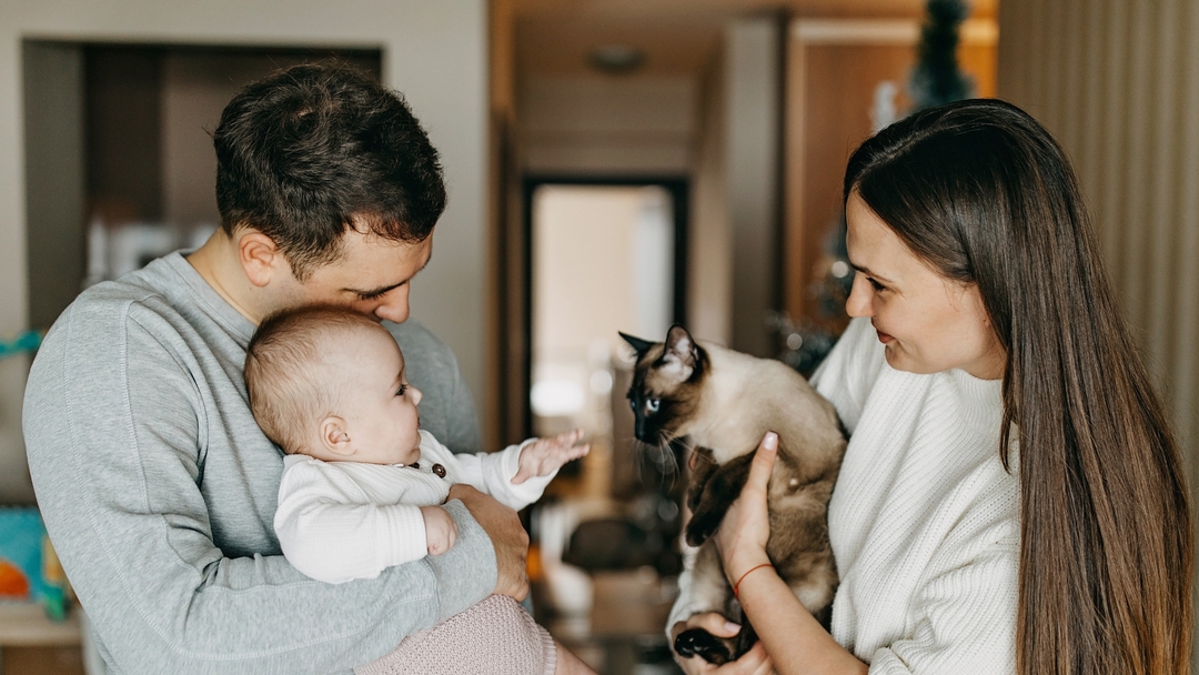 Introducing shops cat to new baby